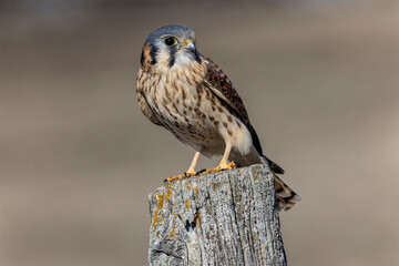 Female American kestrel on weathered fence post, Kentucky