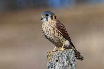 Female American kestrel on weathered fence post, Kentucky