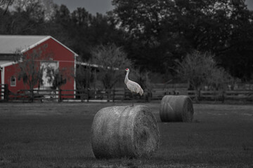 Farm with a sandhill crane 