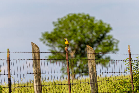Eastern meadowlark sitting on fence post, Oldham County, Kentucky