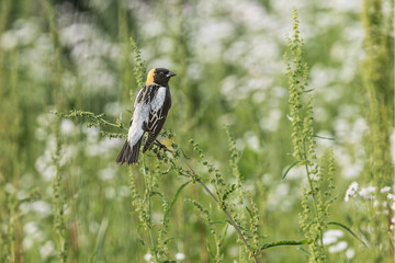 Color stock image of Bobolink, Kentucky