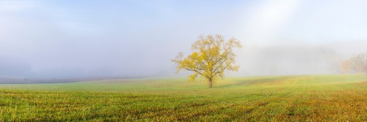 Walnut tree in fall and fog Cades Cove, Great Smoky Mountains National Park, Tennessee.