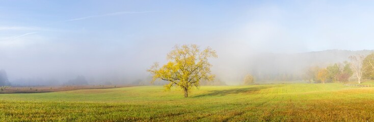 Walnut tree in fall and fog Cades Cove, Great Smoky Mountains National Park, Tennessee.