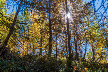 autumnal mountain landscape inside the Alpe Devero, Val D'Ossola, Verbania, Italia