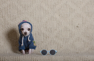 Small dog sitting on a gray background wearing a stylish hooded sweatshirt on his head and looking at the camera.