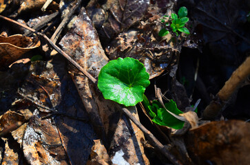 green leaf on the ground