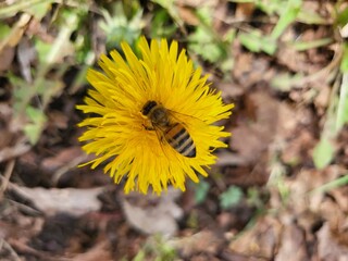 yellow dandelion flower bee