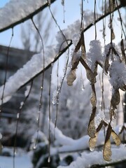 Ash tree branches with seeds covered with snow and ice close-up