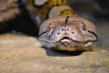 close up of a snake
