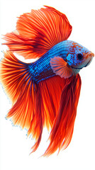 Fototapeta premium a betta fish with intricate, shimmering scales, gracefully swimming against a pure white background. Its unforgettable black and blue red hue contrasts beautifully with the soft, pearlescent glow of i