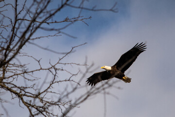bald eagle in flight