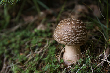 View of mushroom in forest, closeup