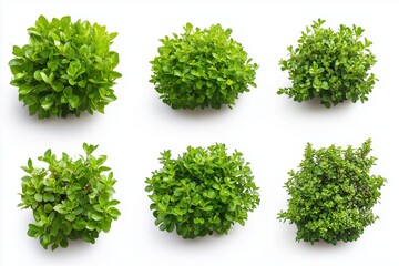 Naklejka premium Set of green garden bushes on white background