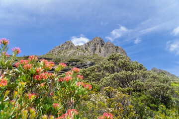flowers in the mountains