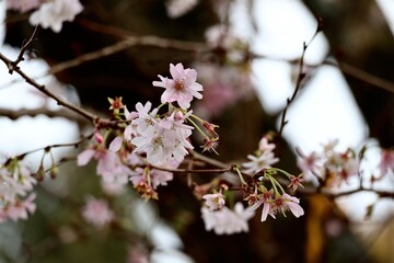 Pink cherry blossom close up 