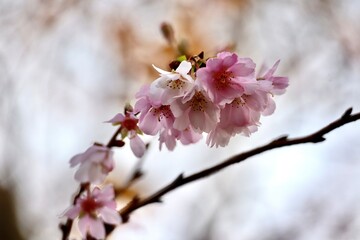 Pink cherry blossom close up