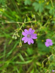 purple flower in the garden