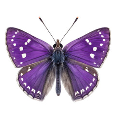 Obraz premium Purple hairstreak butterfly in isolate background