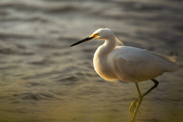 a snow egret standing in the water