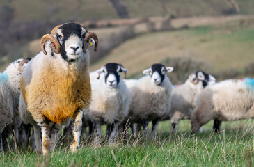 Swaledale ram with sheep