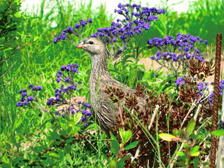 cape spurfowl in the grass  