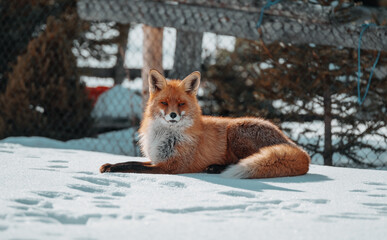 red fox vulpes