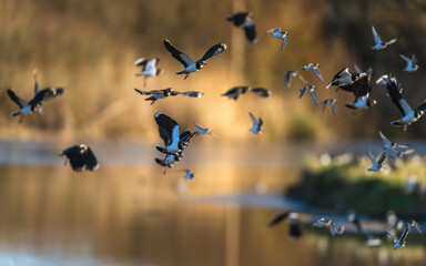Northern Lapwing, Vanellus vanellus, flock of birds in flight over winter marshes