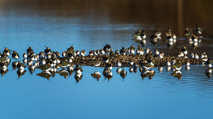 Northern Lapwing, Vanellus vanellus, flock of birds in flight over winter marshes