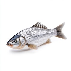 Freshwater fish with shiny scales and detailed texture on a clean white background