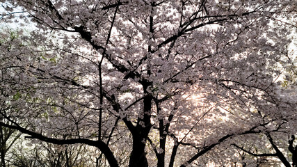 Beautiful cherry blossom flowers, on a sunny day, Yeouido Park in Seoul, South Korea, for a background	

