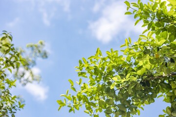 Bright green leaves contrasting against a clear blue sky with fluffy clouds during a sunny day in a peaceful outdoor setting