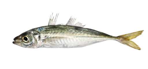 Atlantic horse mackerel, Trachurus trachurus, isolated on white, clipping 