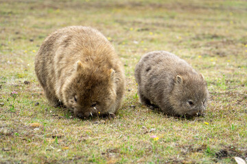 Wombats