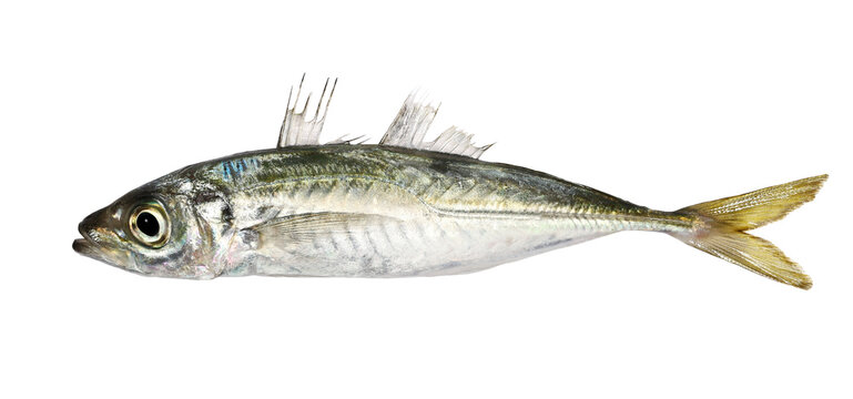 Atlantic horse mackerel, Trachurus trachurus, isolated on white, clipping 