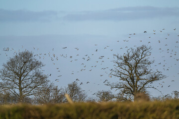 Northern Lapwing, Vanellus vanellus, flock of birds in flight over winter marshes
