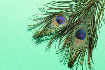 Two beautiful peacock feathers on turquoise background, top view. Space for text