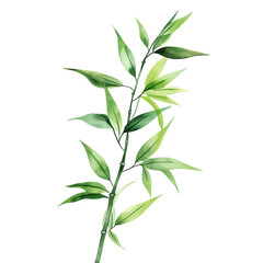 Fototapeta premium Watercolor hand-painted bamboo leaf painting illustration isolated on a white background, bamboo branch illustration, AI