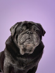 A black pug poses against a purple backdrop, showcasing its adorable wrinkles and expressive face....