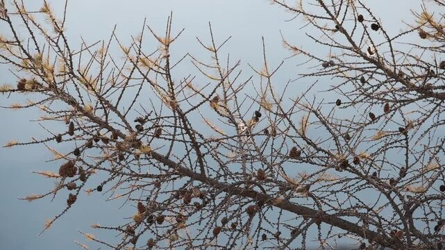 Larch branches with dry leaves and cones sway in a strong wind against the backdrop of mountains