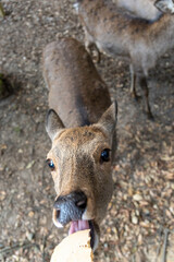 feeding the wild deer in Nara, Japan