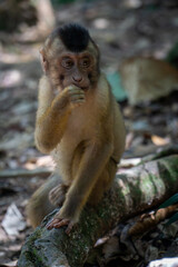 baby macaque
