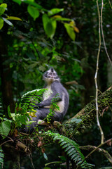 lemur on tree