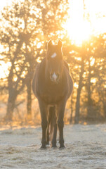 Dark bay Arabian horse in frosty morning pasture, looking at the viewer, backlit by winter sunrise