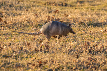 Nine-banded armadillo running across a grass field in late afternoon winter sun