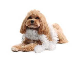 Cute dog with shiny tinsel on white background