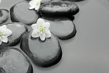 Spa stones and flowers in water, closeup. Space for text