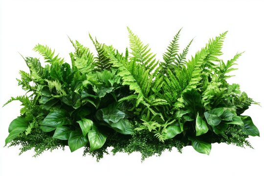Lush green fern and foliage border, studio, isolated, design element