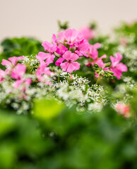 vibrant pink flowers in soft focus garden.
