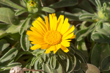 yellow flower in the garden