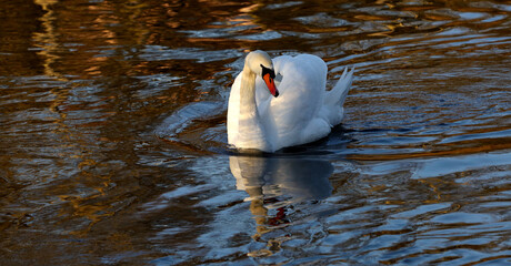 white swan on the water © miroslav